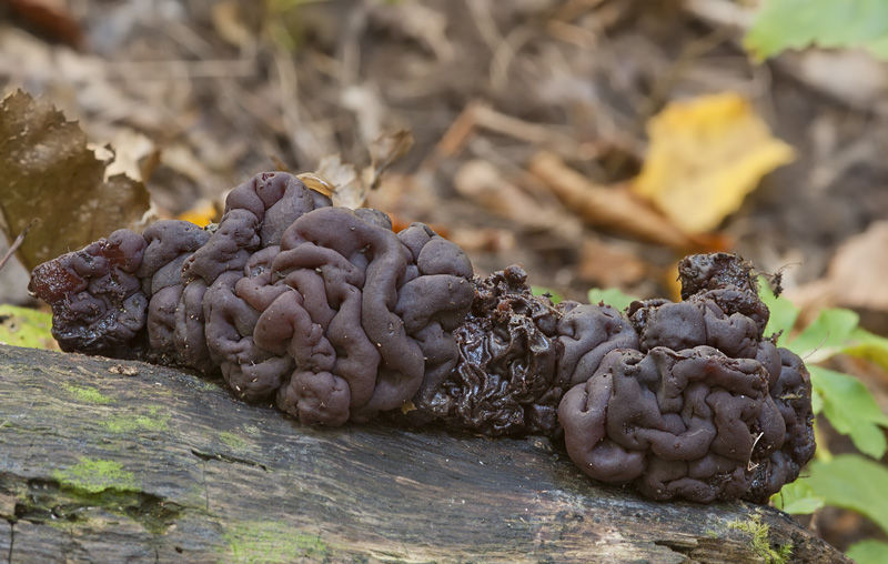 Ascotremella faginea